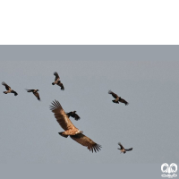 گونه کرکس Eurasian Griffon Vulture